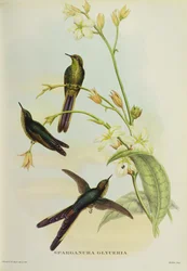 Sparganura Glyceria, Tropical Birdsista